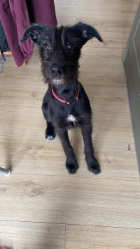 millypod1's tweet photo. 🆘2 MAR 2024 #Lost TELE  &amp; TONKS 
Black Lurcher &amp; Female Border Collie 
#Hitchin #Hertfordshire #SG4 https://t.co/xs9XsZhdLZ
https://t.co/iVWzAkH4UE https://t.co/9oNYP1UGlE