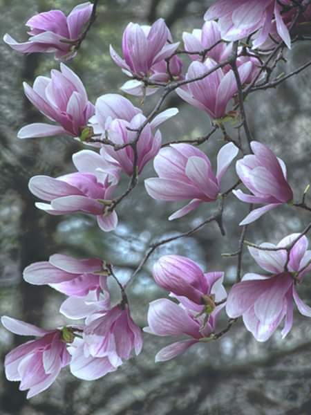 Magnolia Tree - USA
