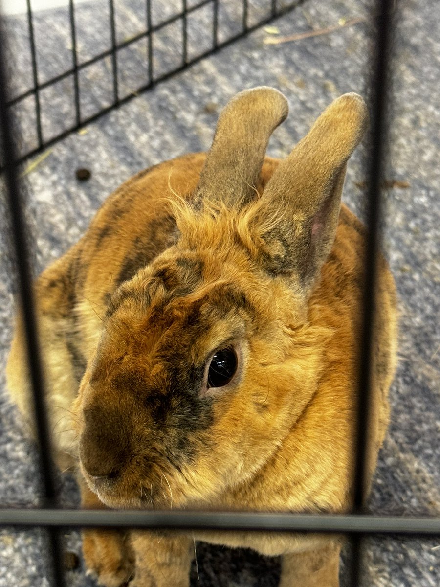Deming &amp; Hale out at Everybunny Counts Rabbit Rescue for their Grand Opening…