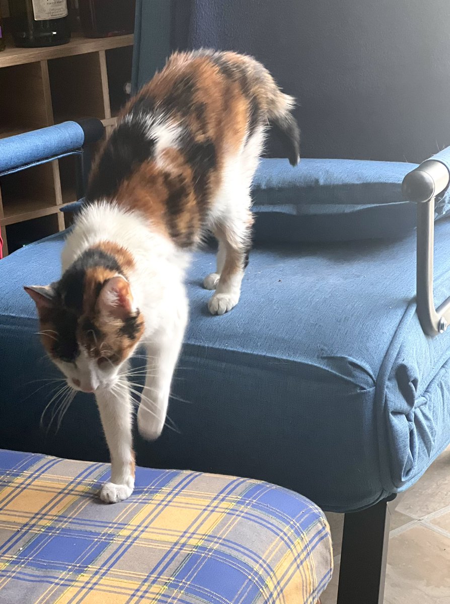 Our place this morning. Went out but forgot to adjust the heating, which was left on constant. Don’t think this one was complaining ! 😻