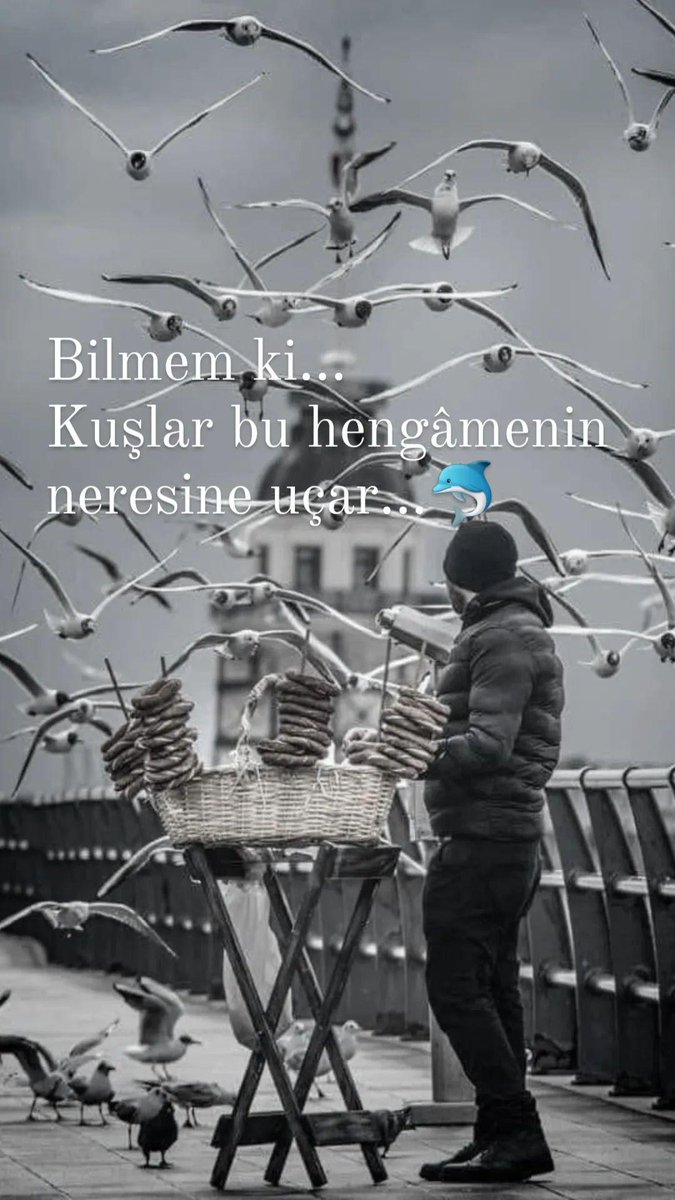 Bilmem ki...🐬