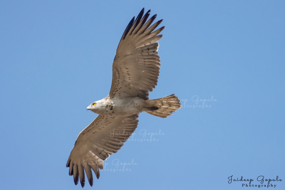 Short-toed Snake Eagle ( correct name ?) #birdnames #birdoj #365DaysWild #birdphotography #indianbirds #birdsofindia #NatureBeauty #IndiAves #NaturePhotography @wildlifetoursug @Wildphoto4all @southdevonbird @Wildlife_Photo @WildIndia1 @cwsindia @birdnames_en