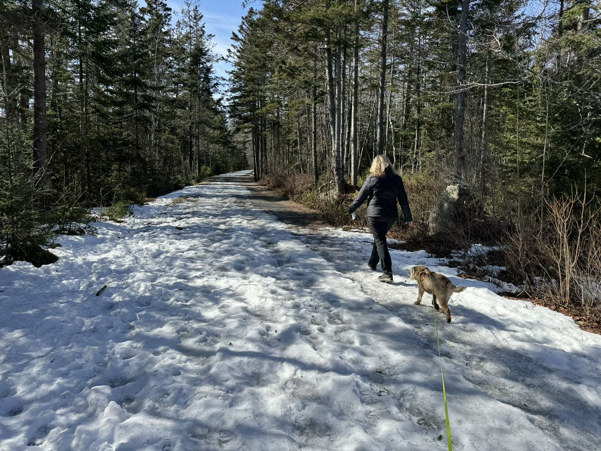 Hubble_BTerrier's tweet image. What a great day for a walk along the #SaltMarshTrail in Cole Harbour. 😃😎🐾🐾🐾 The sun was out and 5C but the wind had a bit of bite. More geese are passing through as they head north. #BTPosse #NSTrails #migration