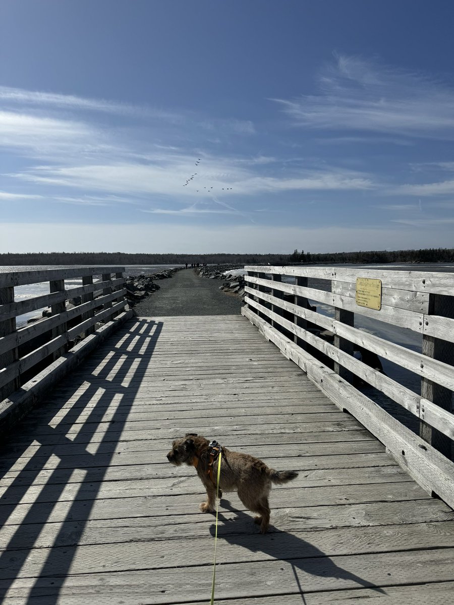 Hubble_BTerrier's tweet image. What a great day for a walk along the #SaltMarshTrail in Cole Harbour. 😃😎🐾🐾🐾 The sun was out and 5C but the wind had a bit of bite. More geese are passing through as they head north. #BTPosse #NSTrails #migration