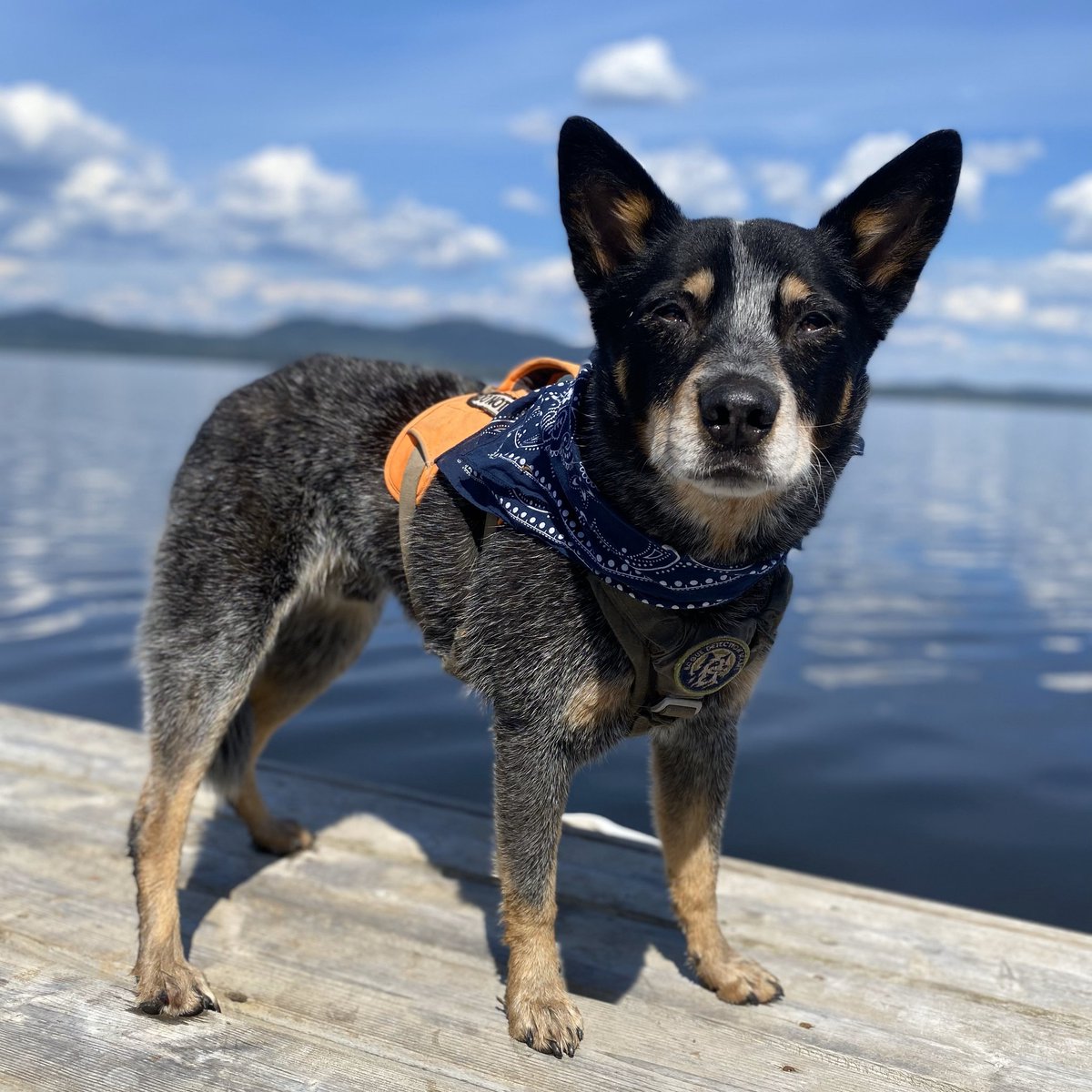 🎉 #HBD to our #ConservationDogs Filson (10) & the now retired, Pips (15)! Birthdays tend to be a mystery. We adopt our #WildlifeDogs from shelters & their birthdays are estimates. Still, what a sweet coincidence these 2 share a special day together! 

#HappyBirthday, boys! 🥳