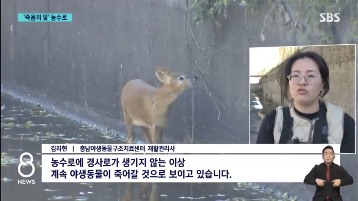 “충남 예산에서는 4년 전부터 농수로에 갇힌 고라니가 발견되지 않고 있습니다. 농수로 20km에 탈출로 24곳을 설치한 뒤부터 고라니가 스스로 빠져나갔기 때문입니다.”(뉴스보기: v.daum.net/v/202403022048…)