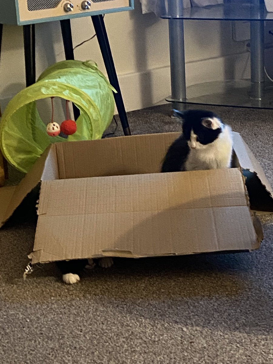 EmmaLRowan's tweet photo. Live from the Kitten Hide and Seek Championships.

Strong performance to date from Enid. Ida is stumped. Stay tuned for what promises to be a breathtaking finish. https://t.co/GynwbCS0WY