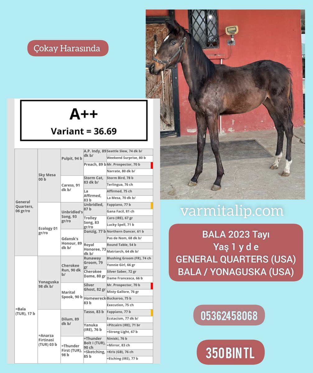 #GeneralQuarters erkek tayımız yeni sahiplerini bekliyor ↖️ #varmitalip #TercihliKısraklar #GebeKısraklar #ArapTaylar #İngilizTaylar #Yearling #ArabianHorses #Stallion #SatilikAtlar 05362458068 @varmitalip