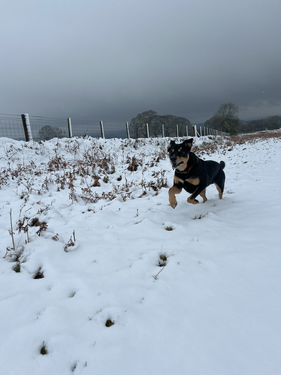 First decent snow of the year, brings out the huskie in both of us!