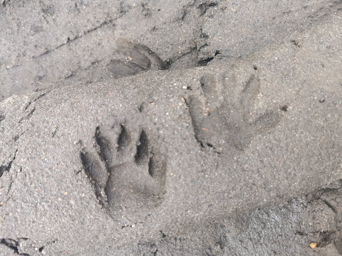 ylllayllla's tweet image. Czyje to palce w błocie odbite ? Wiewiórki ?