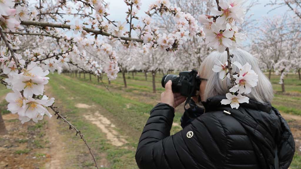 🌸 VÍDEO · La Ribera d'Ebre enceta la campanya de floració amb l'esclat dels ametllers i presseguers com a primer reclam

📷 LA NOTÍCIA: setmanarilebre.cat/video-%c2%b7-l…

@RiberadEbreTur @RiberadEbreViva @ccriberadebre @francescbarbero @vinebreactiu @AscoTurisme @AjuntamentFlix #Ribe ...