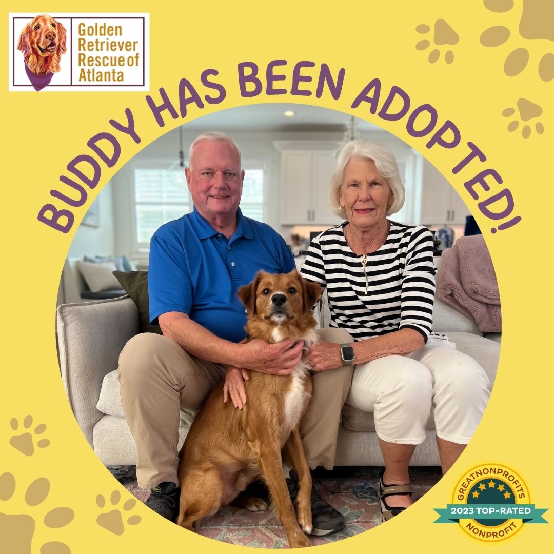 grratlanta's tweet photo. Help us celebrate this beautiful new family! Buddy (formerly Yoshi) has been adopted by the Ashley family. He's now living the good life &amp; loving every minute with his #GRRAFureverFamily. Visit https://t.co/d60geAcKPo to learn how you can adopt a #GRRAAdoptableDogs. #GRRA https://t.co/G78fkxTXvH