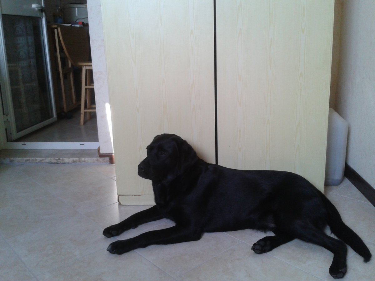 oggi se ne va un pezzo della mia vita- Un male incurabile se la porta via. Mi mancheranno i suoi abbracci pelosi e quegli occhi che mandavano messaggi d'amore