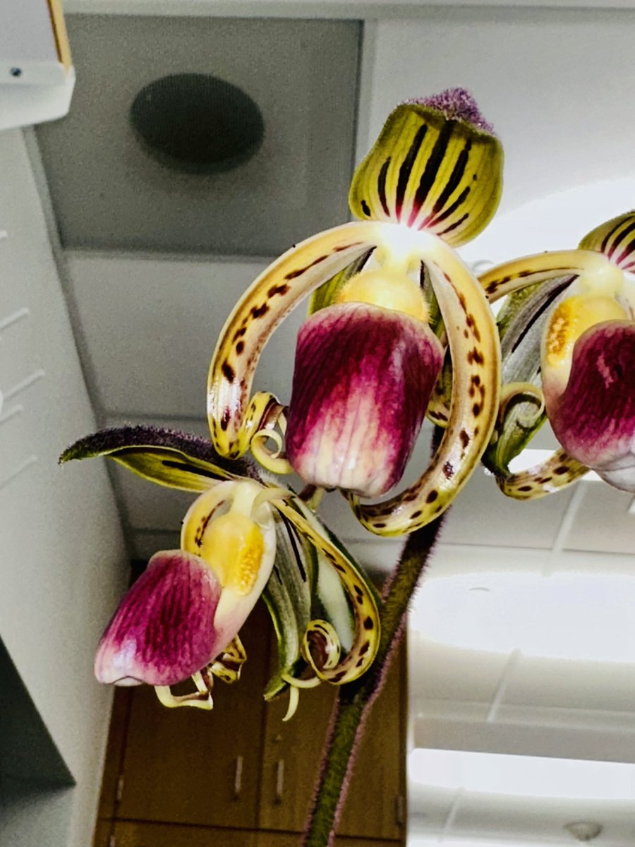 plantgenomes's tweet photo. Paphiopedilum gigantifolium - our latest genome .. /2 https://t.co/FgYmy5tUoK