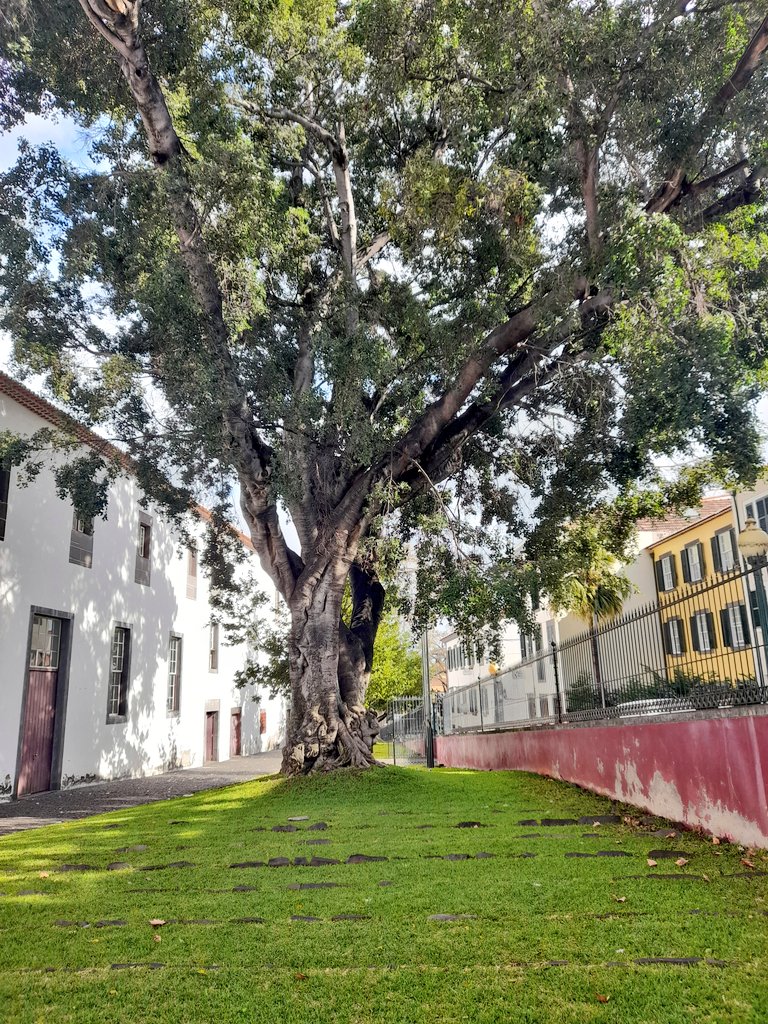 Good afternoon! 🌳 #Funchal #CityTrees #MadeiraIslands🏝