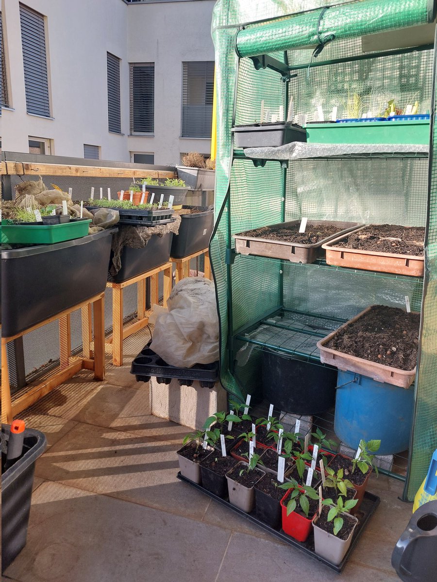 GrunzeugD's tweet image. Die triste Aussicht wird endlich wieder grüner. 💚💚💚

#urbanjungle #inthemaking