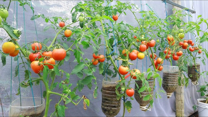 VonFonay's tweet photo. El Ingenio es una herramienta clave en la #HuertaUrbana : Libera endorfinas y captura sabrosas ensaladas ! Con @SouthOrganics https://t.co/sskZpuXo7o