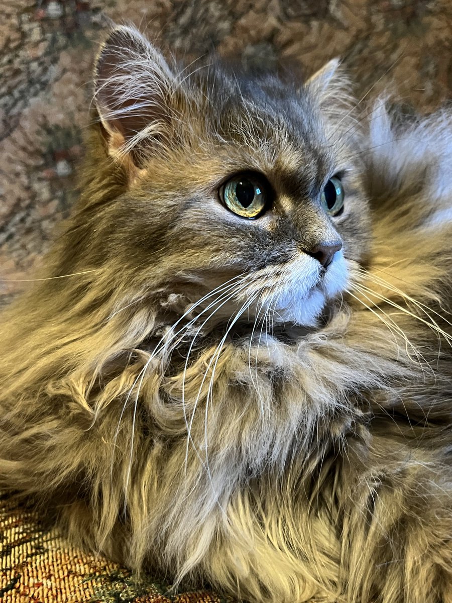 Рідкий момент коли дає сфотографувати і не царапає