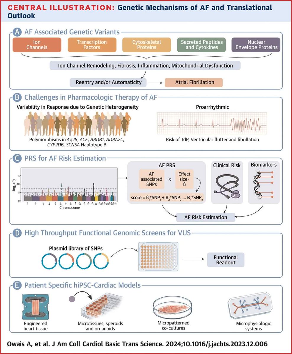 🔴 Genetics and Pharmacogenetics of Atrial Fibrillation: A Mechanistic Perspective
State-Of-The-Art Review #openaccess 

jacc.org/doi/10.1016/j.…
#medicine #CardioX #MedEd #CardioEd #cardiology #cardiotwitter #medical #CardioTwitter #medtwitter #cardiologyfellow