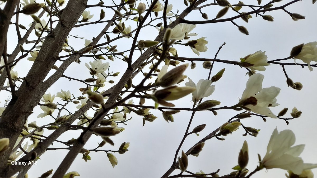 Toth8Monica's tweet photo. What I like about Spring is that everything comes back to life. The way nature wakes up and flowers blooms with beautiful colors. 😉🥰 https://t.co/Mb9u6OhYjd