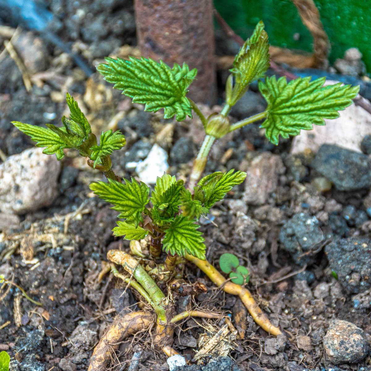 Are your hops a poppin' yet? 

We've just sent our first newsletter out of the year. 

It includes something about our current recruitment drive and a call to support the <a href="/BrisAllotResist/">bristol allotmenteers resist</a> march tomorrow.

Check it out here: eepurl.com/iLfj7E