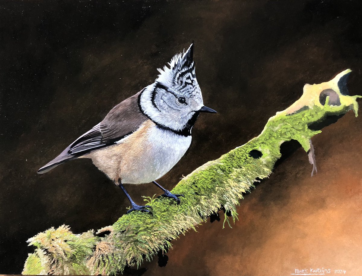 Nieuw schilderij 
#kuifmees
Olieverf op paneel
40x30cm