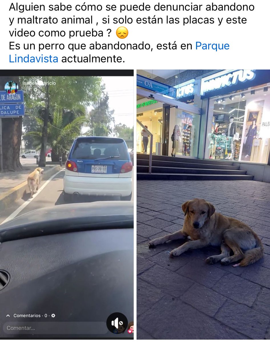 Comparto 
Perrito abandonado en Lindavista, placas: PBS-70-03