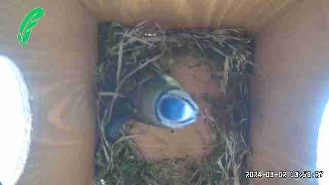 So excited to see a pair of blue tits nesting in our bird box at Windowflowers. #springwatch #nesting#
