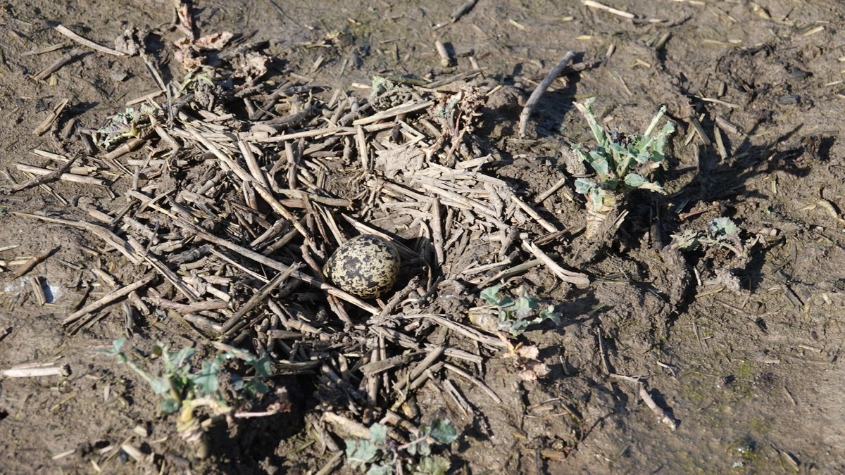 Het eerste #kievitsei van 2024 is gevonden!  Vanochtend is in Beuningen om 10.10 uur het eerste kievitsei gevonden en gemeld bij LandschappenNL. Met het vinden van dit kievitsei is het #weidevogelseizoen 2024 begonnen! #vrijwilligers #bescherming 🙏
landschappen.nl/nieuws/vondst-…