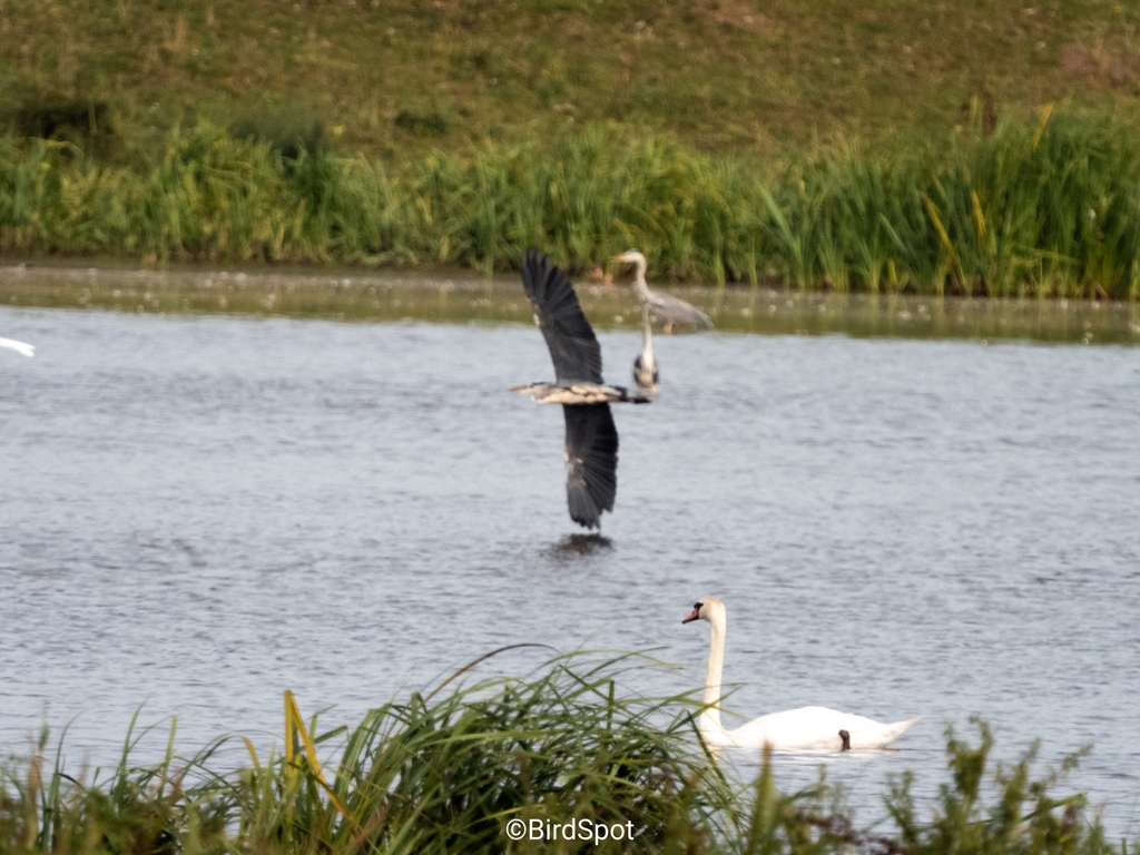 A heron soars along the washes at RSPB Lakenheath, wings spread wide, a testament to the grace and power of nature.

Enhanced with BirdPack presets, this scene highlights the heron’s majestic presence over Lakenheath's landscapes.