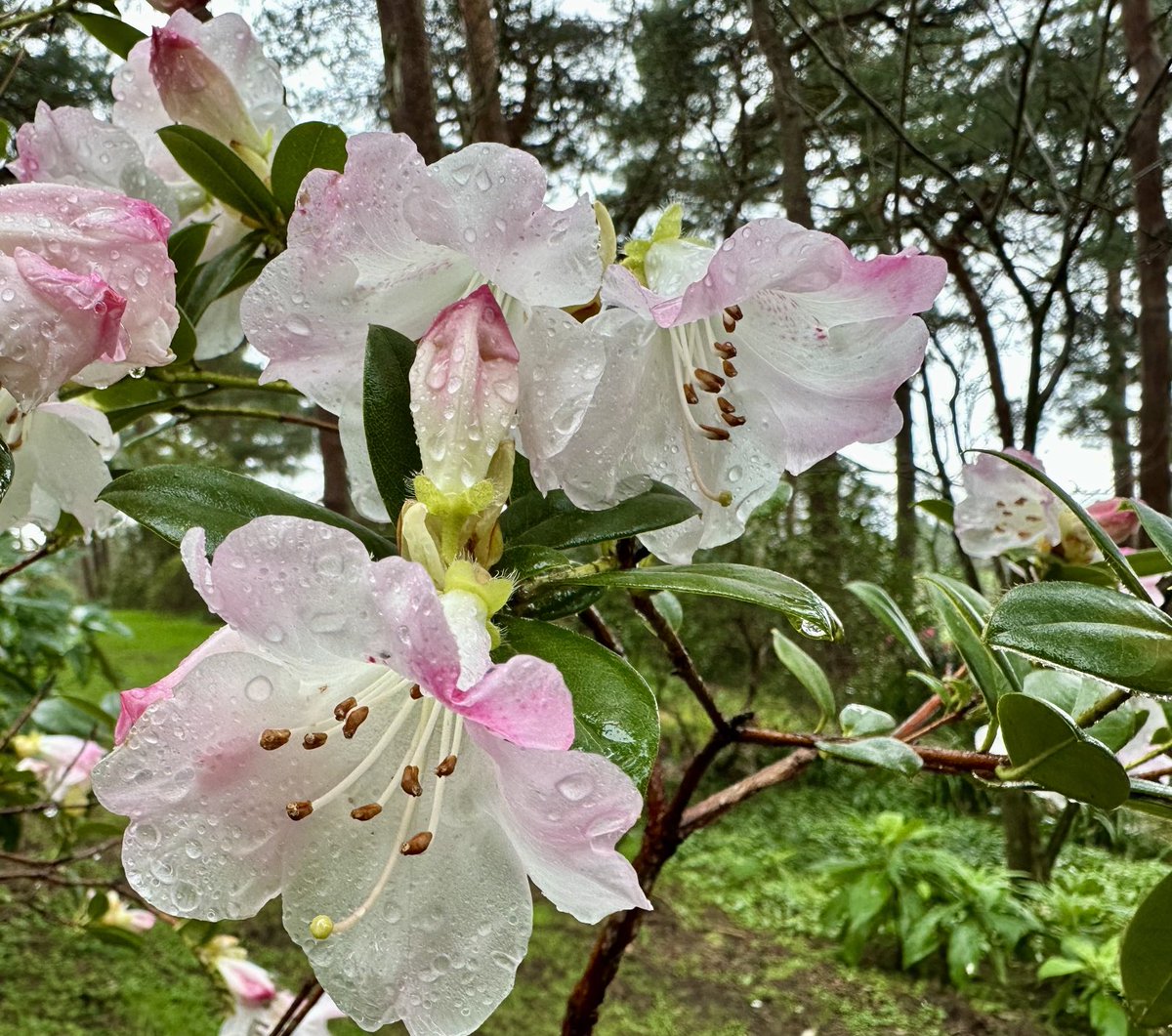 Nick Lightfoot (@nicklightfoot22) on Twitter photo Even on a cold wet day there is plenty to see <a href="/Ness_Gardens/">Ness Botanic Gardens</a>. This is Rhododendron ‘Cilipense’, a Bodnant hybrid. Even on a cold wet day there is plenty to see <a href="/Ness_Gardens/">Ness Botanic Gardens</a>. This is Rhododendron ‘Cilipense’, a Bodnant hybrid.