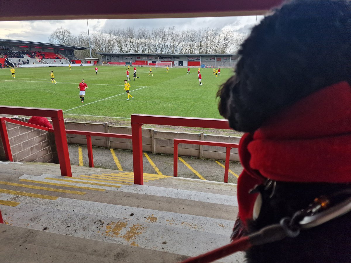 Olive with her @nonleaguedogs badges and her @FCUnitedMcr scarf at Broadhurst Park. #fanowned #dogowned