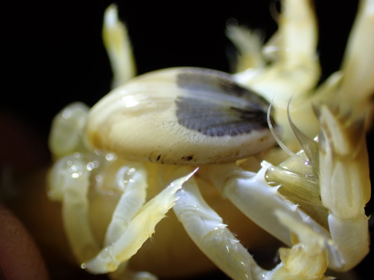 inaturalist's tweet image. Our Observation of the Day is the first Peregrinamor gastrochaenans #bivalve posted to iNaturalist! Seen in #Taiwan by hcj003, the bivalve is attached to an Austinogebia wuhsienweni #shrimp.
More details (and ID discussion) here: inaturalist.org/observations/1… #nature #biodiversity