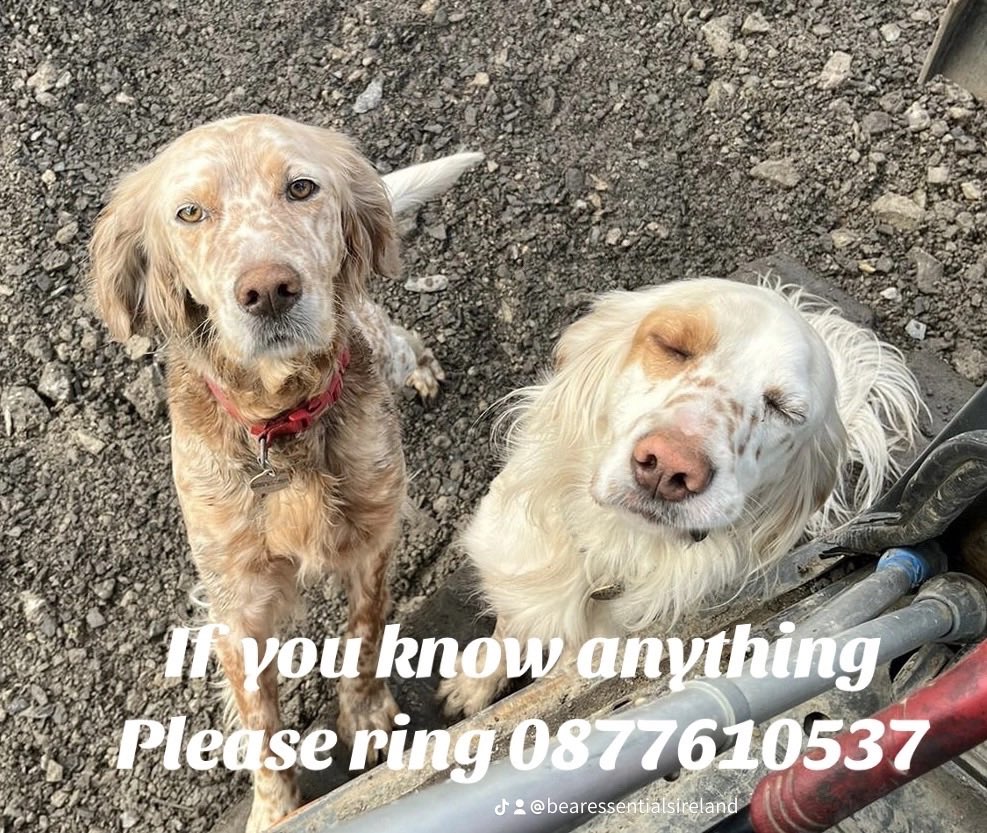 Anke Morgenroth (@bearessentials) on Twitter photo Reward €2000. The truth will always come out of what had happened to Penny & Kenny who were last seen on the roadside in Swanlinbar County Cavan, Ireland on the 28th of January 2024 #missingdog #stolen please share 🙏 <a href="/MissingDogsIrl/">Missing Dogs Ireland</a> <a href="/SwanlinbarGAA/">Swanlinbar GAA Club</a> <a href="/Ferm_Herald/">Fermanagh Herald</a> <a href="/NewsonNS/">NorthernSound News</a> 💔💔💔 Reward €2000. The truth will always come out of what had happened to Penny & Kenny who were last seen on the roadside in Swanlinbar County Cavan, Ireland on the 28th of January 2024 #missingdog #stolen please share 🙏 <a href="/MissingDogsIrl/">Missing Dogs Ireland</a> <a href="/SwanlinbarGAA/">Swanlinbar GAA Club</a> <a href="/Ferm_Herald/">Fermanagh Herald</a> <a href="/NewsonNS/">NorthernSound News</a> 💔💔💔