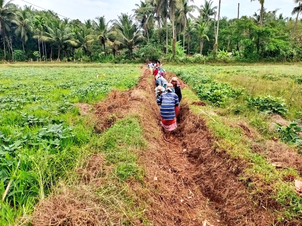 ಉಡುಪಿ ಜಿಲ್ಲೆಯ ಕುಂದಾಪುರ ತಾಲ್ಲೂಕಿನ ಹೆಮ್ಮಾಡಿ ಗ್ರಾಮ ಪಂಚಾಯತಿ ವ್ಯಾಪ್ತಿಯಲ್ಲಿ ಮಹಾತ್ಮ ಗಾಂಧಿ ನರೇಗಾ ಯೋಜನೆಯಡಿ ನೀರುಗಾಲುವೆ ಹೂಳೆತ್ತುವ ಕಾಮಗಾರಿ ಅನುಷ್ಠಾನ ಮಾಡಲಾಗಿದೆ. ಬಹುತೇಕ ಮಹಿಳಾ ಕೂಲಿಕಾರರೇ ಭಾಗವಹಿಸಿರುವ ಈ ಕಾಮಗಾರಿಯಿಂದ ಸುತ್ತಮುತ್ತಲಿನ ಕೃಷಿಕರಿಗೆ ಬಹಳಷ್ಟು ಅನುಕೂಲವಾಗಿದೆ. #Udupi #RuralWomen