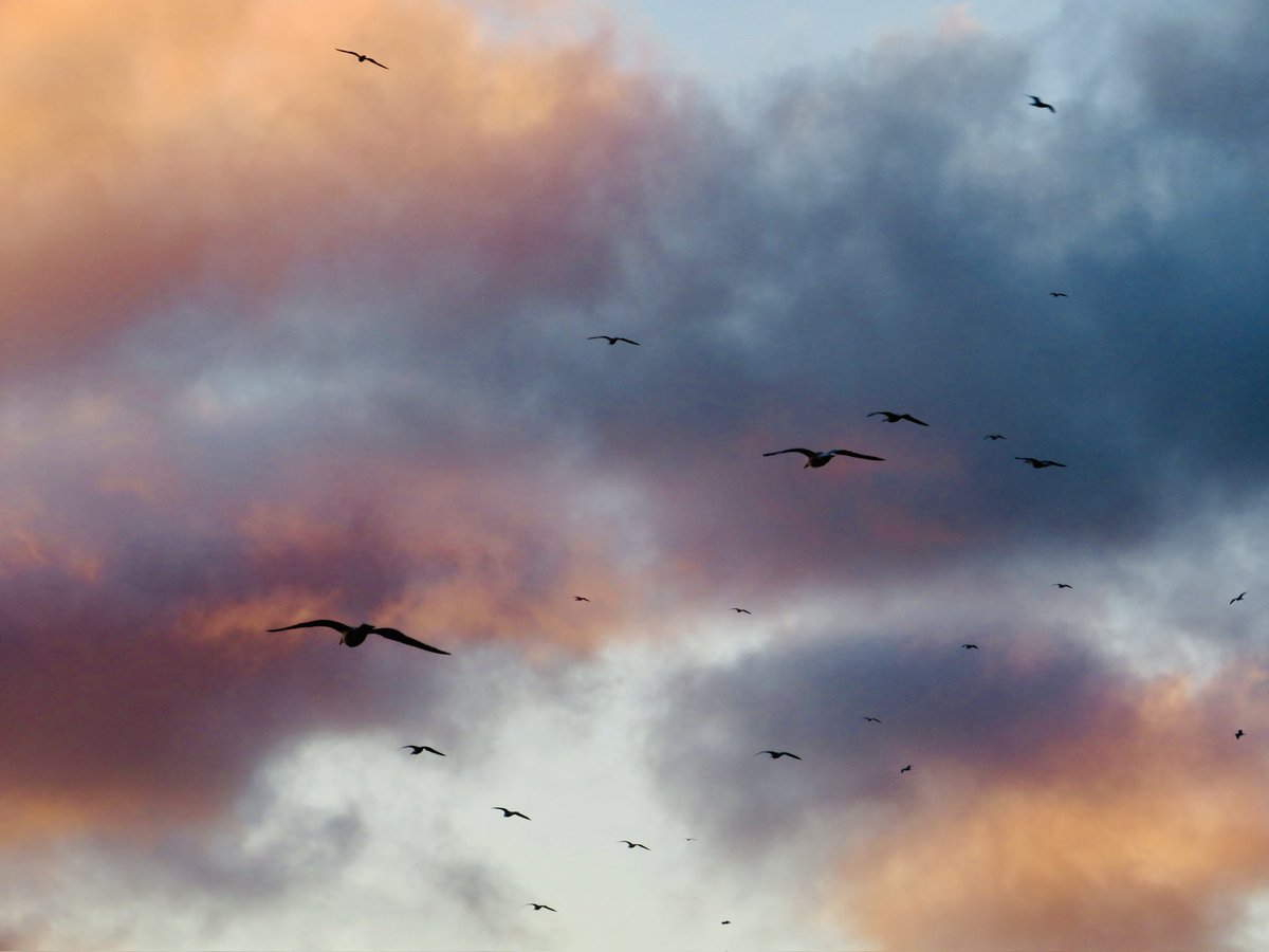 Not my usual #sunset pic but at the end of a hard and emotional day it was mesmerising to watch the birds as the sun was going down. A reminder that life has its beautiful moments too ❤️ #brighton