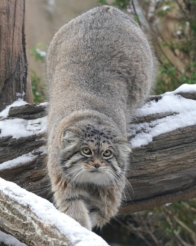 DailyManul's tweet image. 