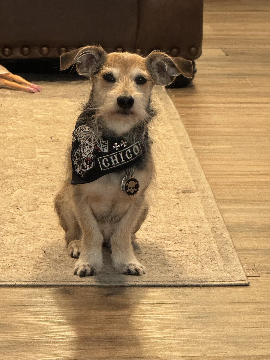 _OldHeartFalls_'s tweet image. This is how Chico sits by my door every SINGLE day and judges me for not sharing my breakfast burrito with him, despite knowing it would make him sick or shit himself later … 

This is what it’s like owning a #Chihuahua 

#MrGrumpy #Doggo #Handsomeboy #IwantYourFood