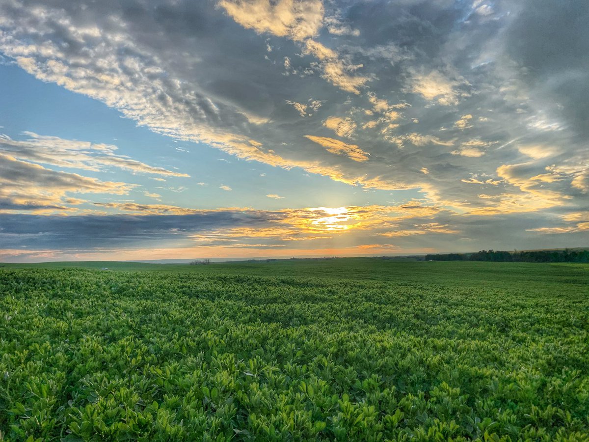 kowalchukfarms1's tweet photo. It’s March and a snow storm is on the way for parts of western Canada so why not share some summer crop pics to green up the timeline!😁

#LookingForwardToSummer
#WinterStorm https://t.co/NHZiE1yYZ5