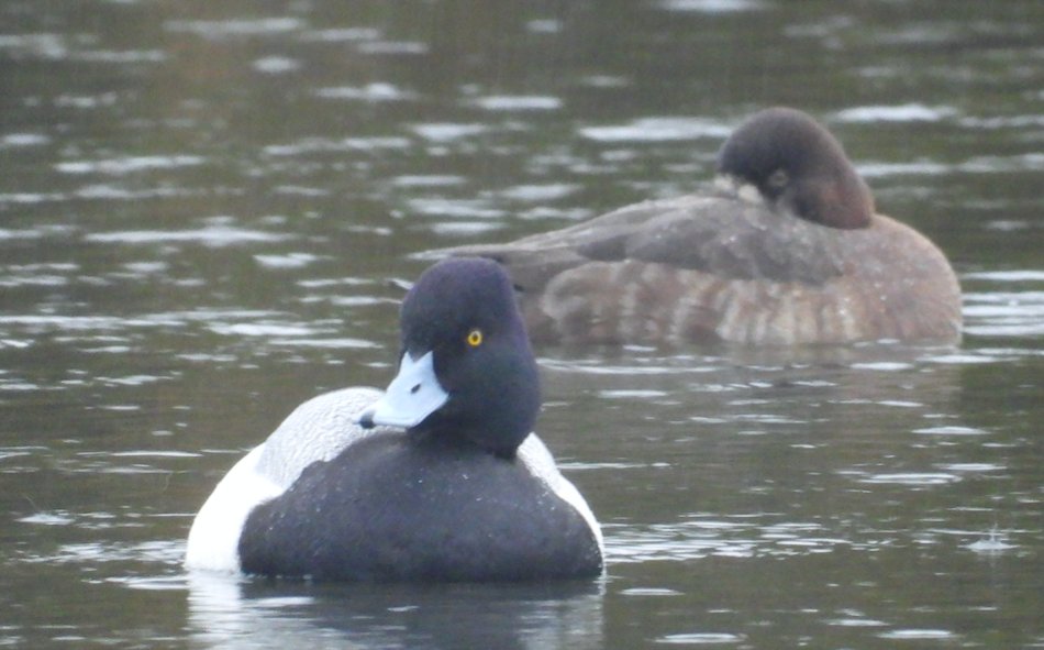 The pair of Lesser Scaup on a rather wet Herons Reach Golf Course in Blackpool this afternoon.