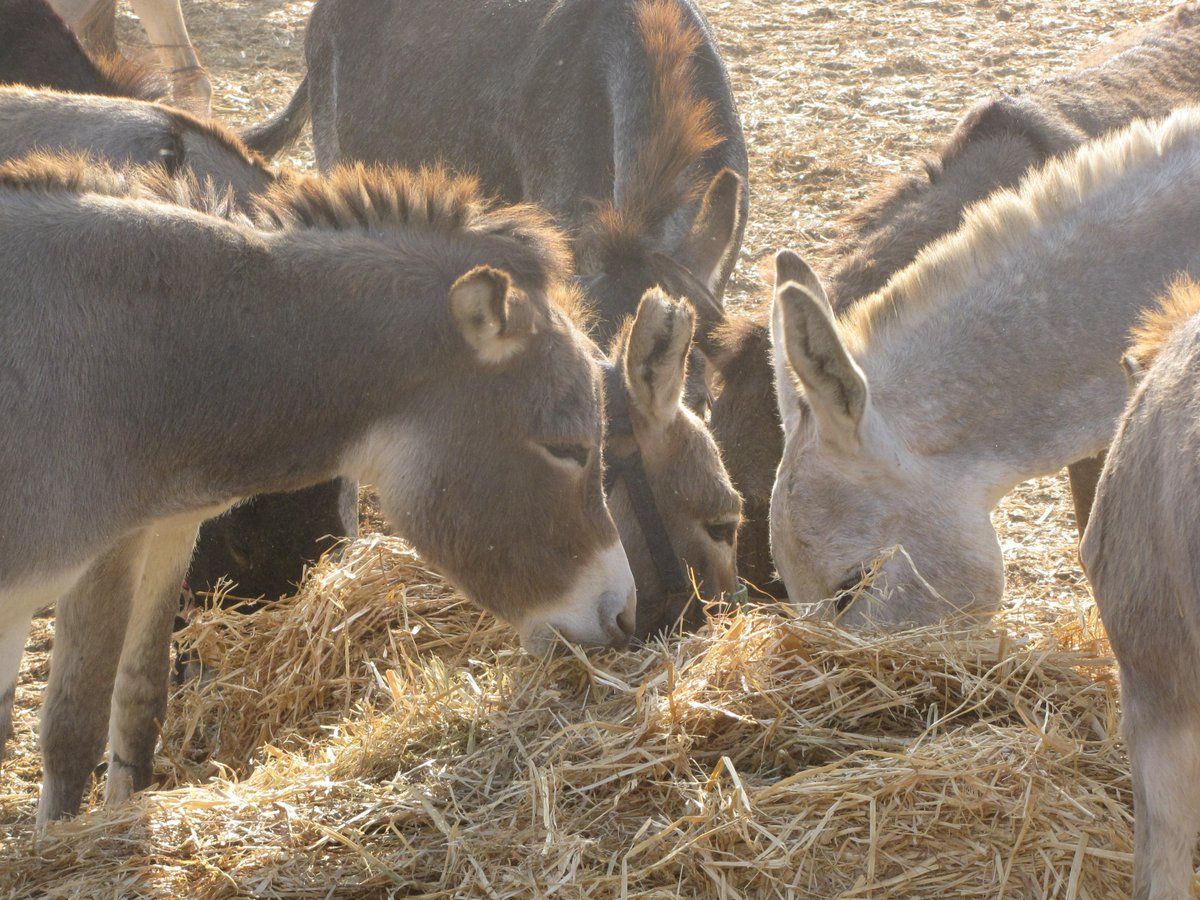 safehaven4donks's tweet photo. 💛🥰You can't beat dining with friends & our rescued donkeys here in Israel are no different ☺️🧡
#EatingOutWithFriends #RescuedDonkeys #FriendsAndFood #DiningWithFriends #DonkeyLove #SocialDining #DonkeySanctuary https://t.co/wx0M02hr2L