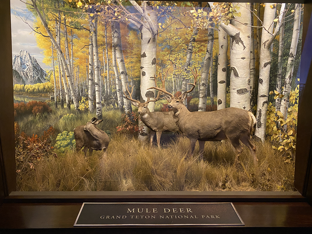 Take a journey through some of America's most iconic National Parks when you explore the Wildlife Galleries.
