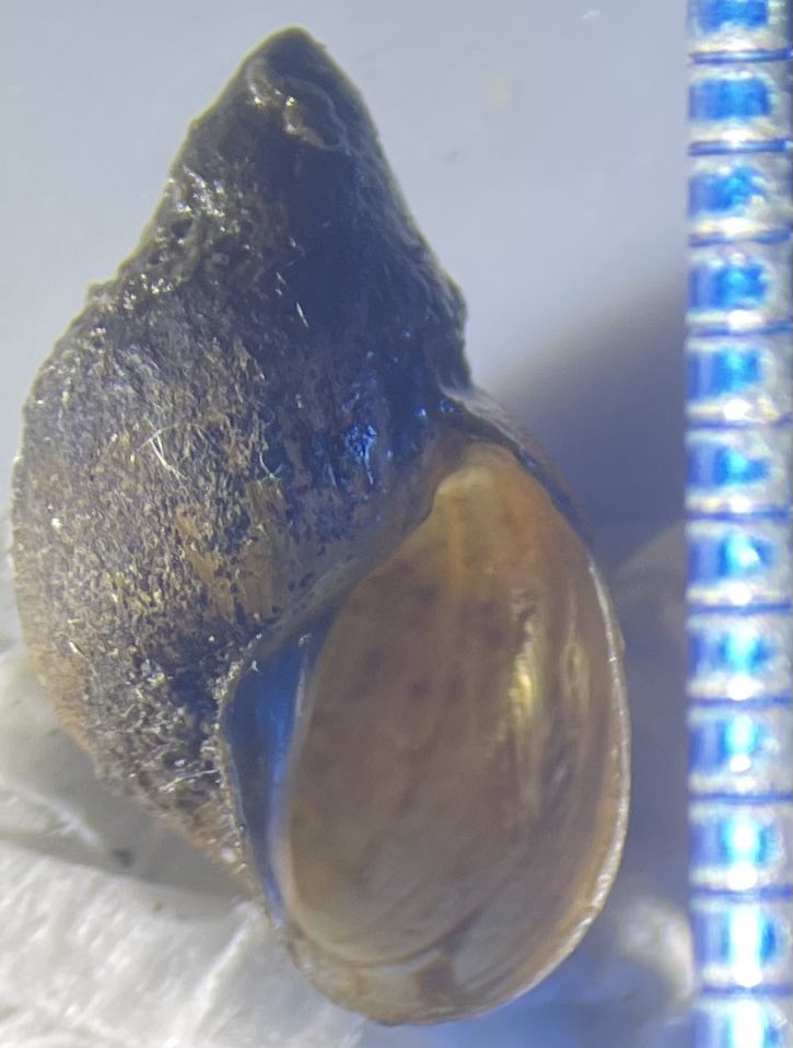 HUGS (@hugs_lstm) on Twitter photo Back in Malawi and checking for Orientogalba viridis in Chikwawa District to find extremely large snails but thankfully no schistosome cercariae <a href="/MalawiVector/">malawi vector</a> <a href="/NTDsMalawi/">Neglected Tropical Diseases Malawi</a> Back in Malawi and checking for Orientogalba viridis in Chikwawa District to find extremely large snails but thankfully no schistosome cercariae <a href="/MalawiVector/">malawi vector</a> <a href="/NTDsMalawi/">Neglected Tropical Diseases Malawi</a>