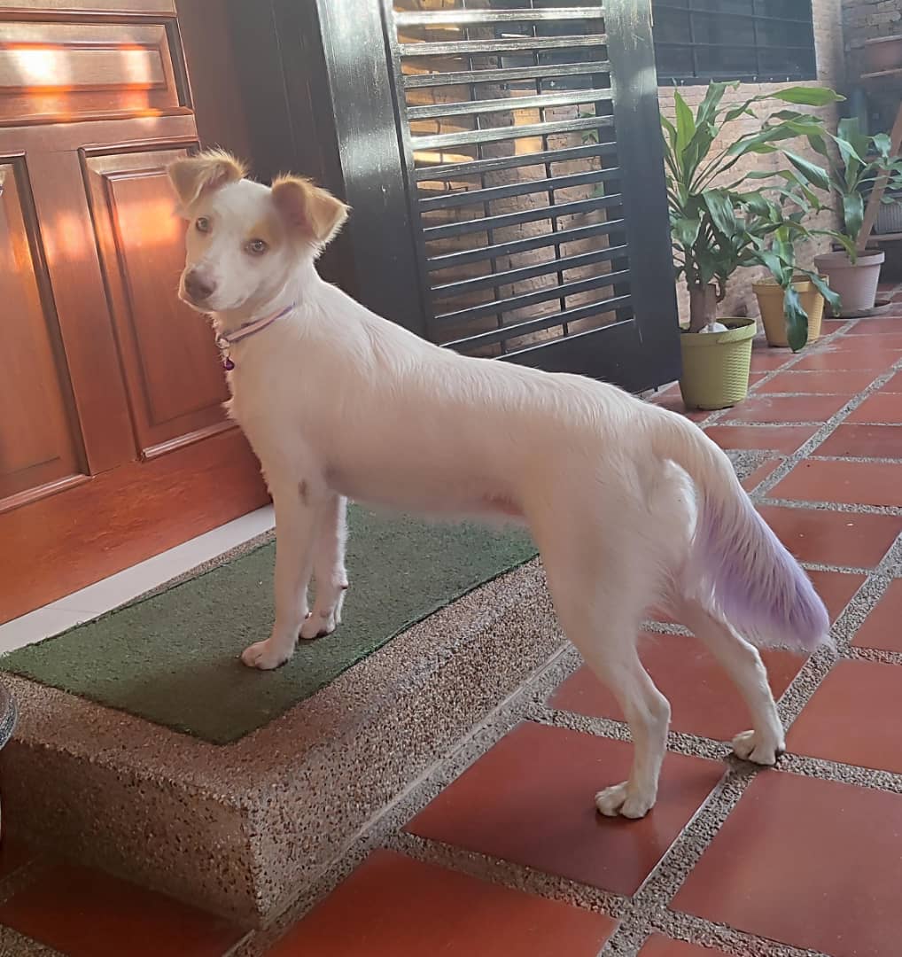 BUSCA A SUS DUEÑOS. Está hermosura de perrita la consiguieron deambulando por las calles del Centro Ccs el 26-2 y esta RESGUARDADA en LA CALIFORNIA NORTE La peluda está bien cuidada, sin pulgas y apareció con su colita pintada. Está DEPRIMIDA extraña su hogar. 0424-2605784