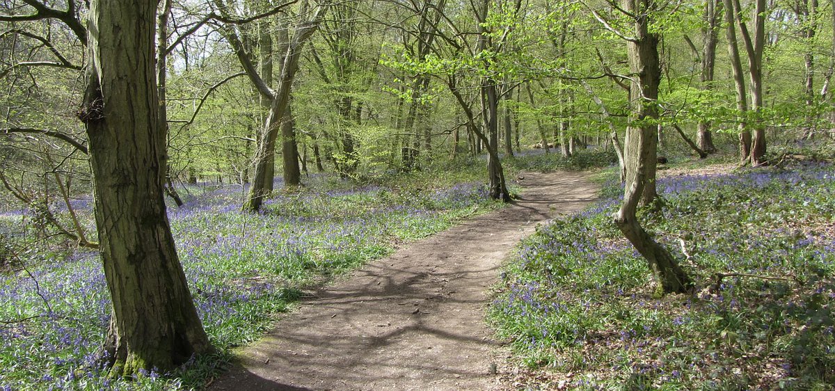 Signs of Spring are everywhere. Why not get out in the #chilterns on a @ChilternSociety walk. We have a collection of selected routes at bit.ly/3uGvvr6 on Apps (#osmaps and@Visorando) and as downloadable leaflets bit.ly/3TfTsz7.