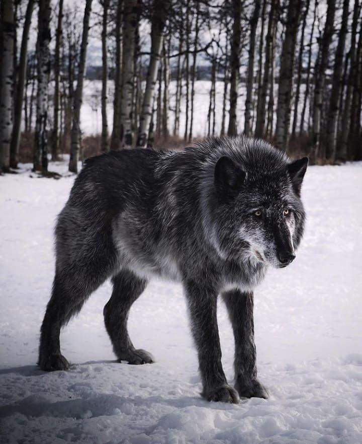 Wolf_communit07's tweet photo. Perfect Shoot ❤️❤️ https://t.co/C9WOi3qzYs