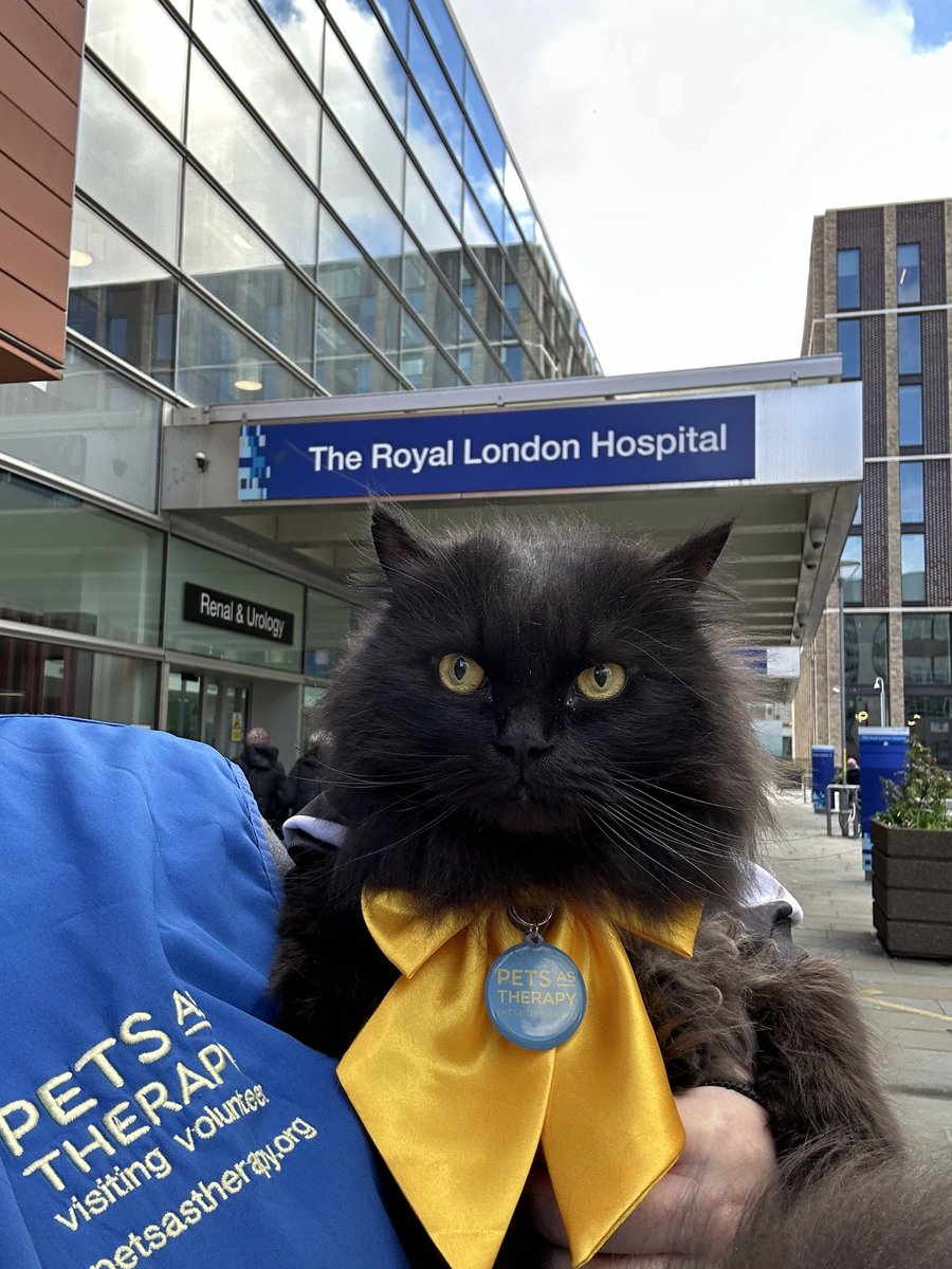 Anyone looking for a consultation with the Therapy Cat? 😸 Ameowsing Caturday sharing cat joy around @RoyalLondonHosp 🐾 I’m a registered 🐈‍⬛ with @PetsAsTherapyUK and I team up with @NHSBartsHeal @BartsVolunteers #caturday #volunteering #therapycat #cats #kindness #catlove