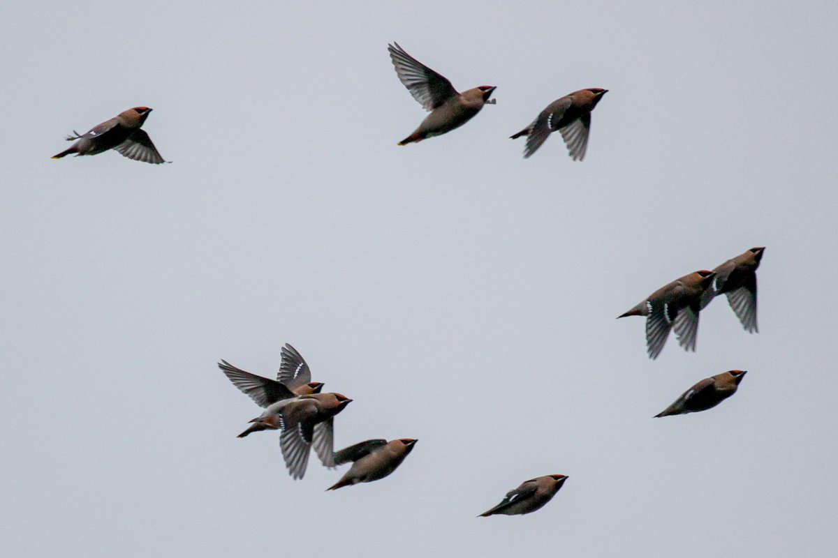 Gordon Hodgson tweet media