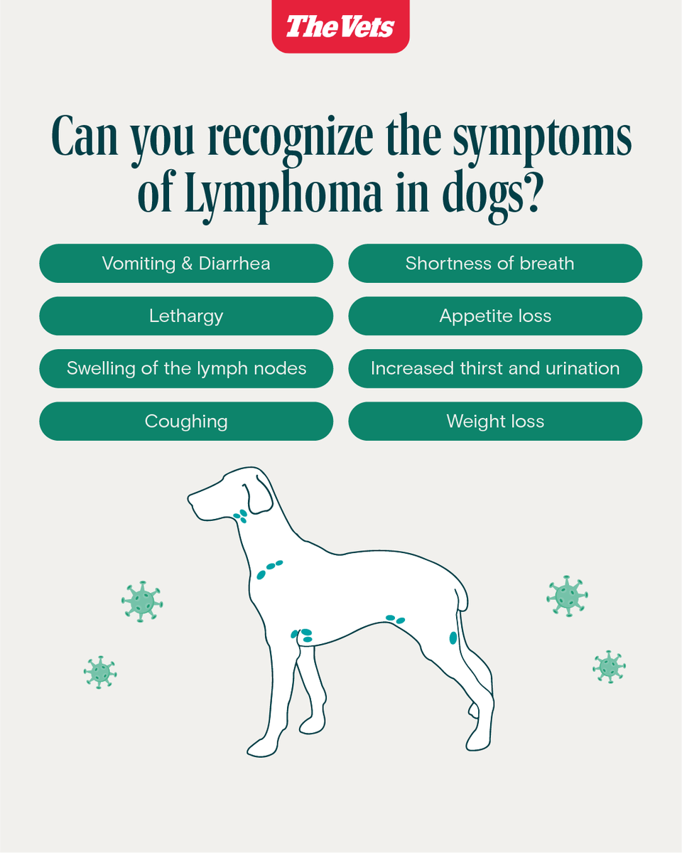 Can you spot the signs of Lymphoma in dogs? 🐶💔 From swelling to unexplained weight loss, knowing the symptoms could save your pet's life.