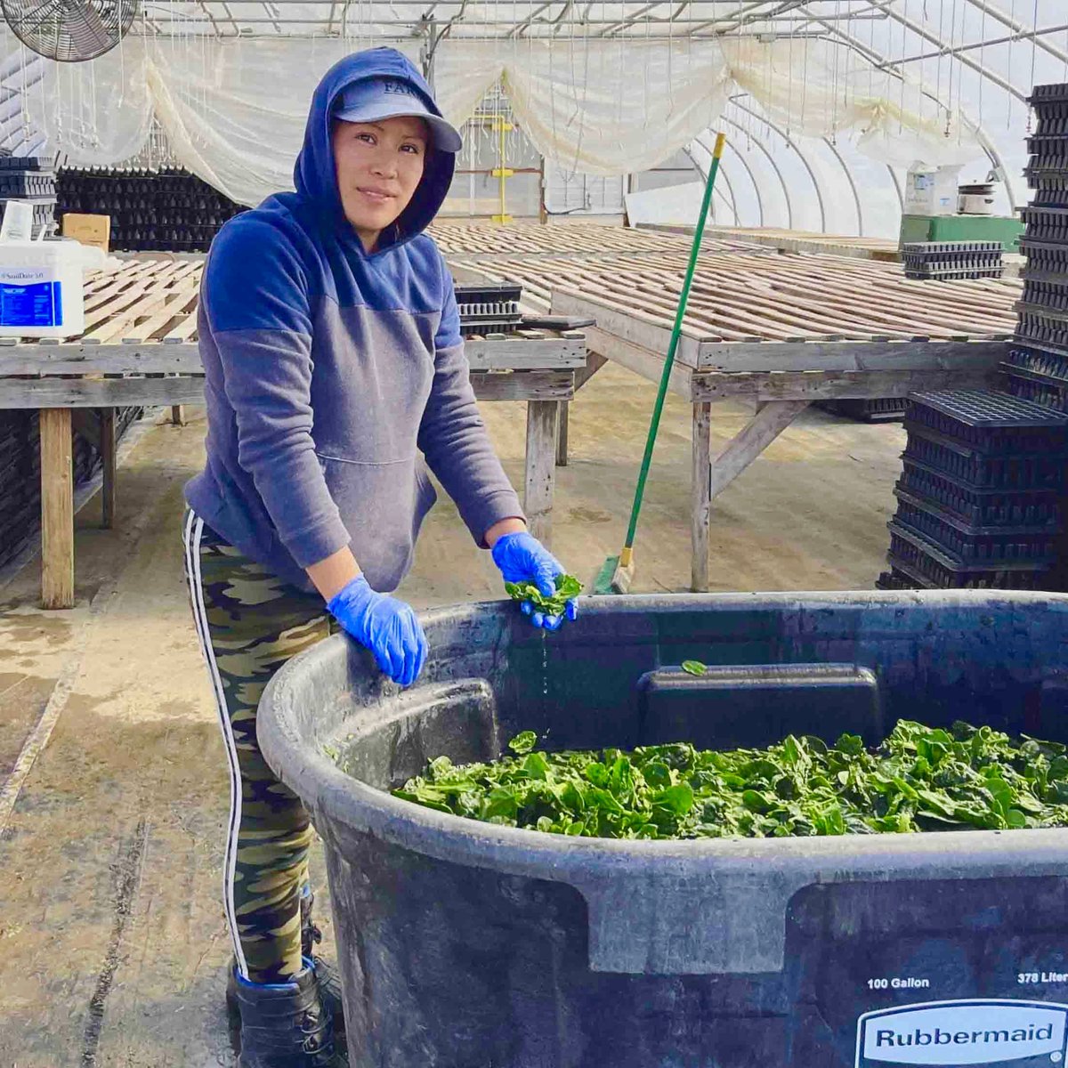 Floria, hard at work in the greenhouse, processing our winter spinach. Her dedication and positive attitude every day are an inspiration. Thanks for all you do! #gettingitdone #farmfamily #BardwellFarm #season2024 #agriculture #aglife #farmlife